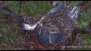 Sea EagleCAM~Bieliki Sydney -  deszczowe ćwiczenia SE36 💧💧💧 2025 10 29