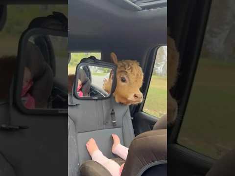 もともとは肉牛でしたが、温厚で人懐っこい性格から、ペット用のミニ牛として品種改良されました。
