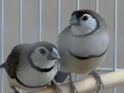 Vdovka plavá (Vidua fischeri) — video o speve a chove