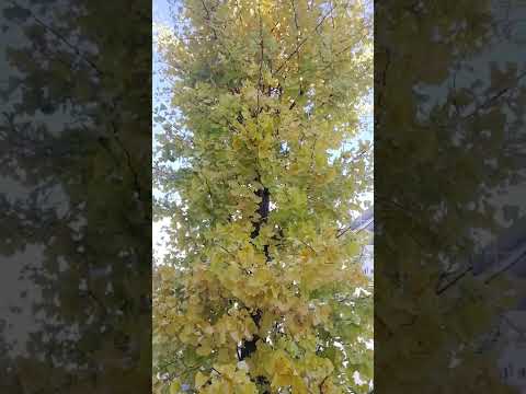 イチョウ、扇葉の木 植物