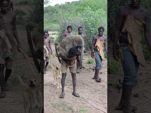 Hunting and cooking baboon monkey with hadzabe tribe #tradition #bushcraft
