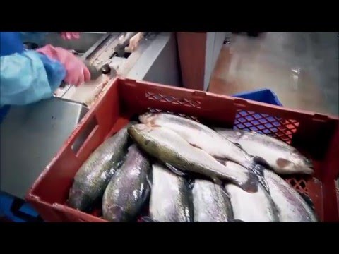 KROMA GUTMASTER 1200