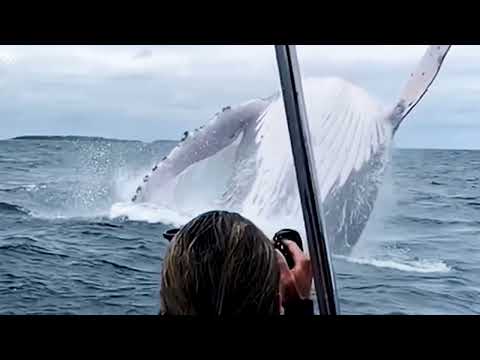 Dj Romeo - VIP Mix 2 (2005) - Track 07 Patrick Alavi - Power // Whales Jumping