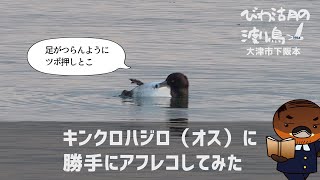 キンクロハジロ（オス）に勝手にアフレコしてみた【びわ湖の渡り鳥2022】