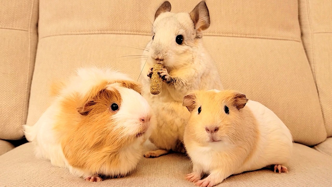 なんでこんなに違うの？モルモットとチンチラのおやつの楽しみかた！