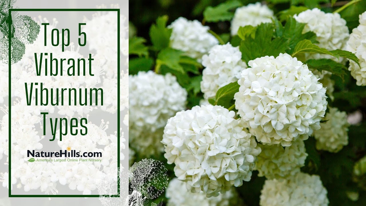 Top 5 Vibrant Viburnum Types | Naturehills.com