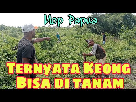mop-papua-komedi-cerita-lucu-terbaru-2022-ternyata-keong-juga-bisa-di-tanam