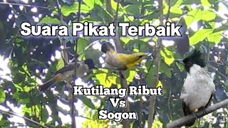 Download lagu Suara Pikat Kutilang Ribut Vs Sogon Terbaik Paling Ampuh mp3