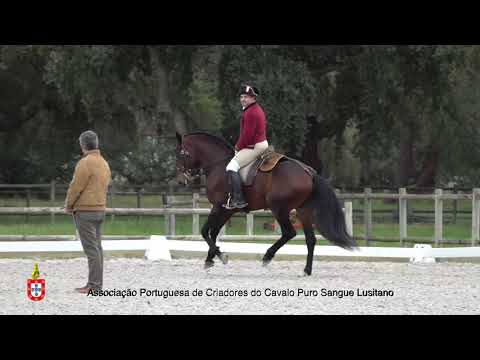 210201 7 Jaqal - Aprovação de Garanhões