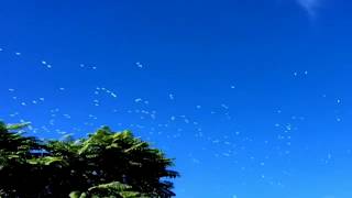 OMG Oh My God! = Krishna Theme (Flute)_