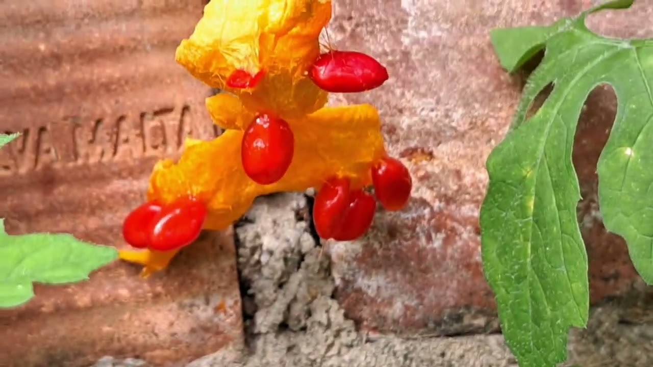 OBRA NÃO  PARA DO AVIÁRIO MUITAS COMPLICAÇÕES