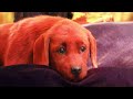CLIFFORD THE BIG RED DOG Clip Emilly Meets Clifford 2021 Paramount Pictures