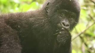 preview picture of video 'Trekking with Mountain Gorillas in Uganda'