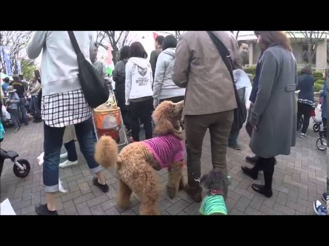 2015-04-12 Yoyogi Park - Dogs
