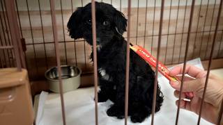 【人間お断り】誰も触れない犬との暮らし