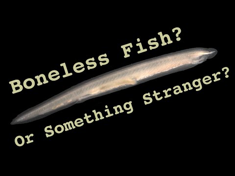 Chordates: Where did backbones come from?