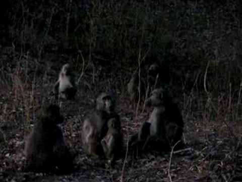 Baboons at night!