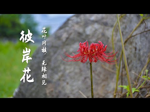 彼岸花有毒嗎