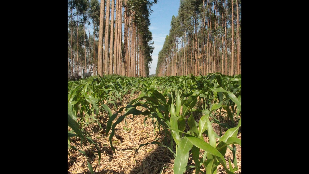 Podcast Prosa Rural - Implantação e manejo de sistema integrado com a roça de milho para criação ...