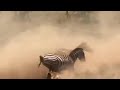 Lioness Got Stampede By A Herd Of Running Zebras