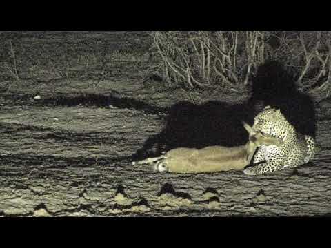 Djuma: Hosana Male Leopard comes from behind cam and takes down an Impala LIVE - 23:22 - 11/21/18