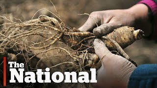 Wild Ginseng | How Poachers are Pushing it to Extinction in Canada