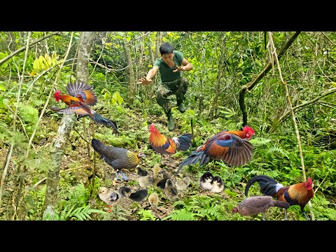 200 days of building a farm in the forest, setting traps, wild chickens, wild boars, night hunting