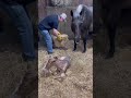 Ethel The Horse Giving Birth To Her 2022 Filly Rosie