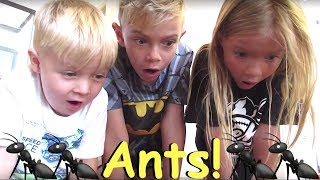 Ants INVADE our House and William visits the Doctor!