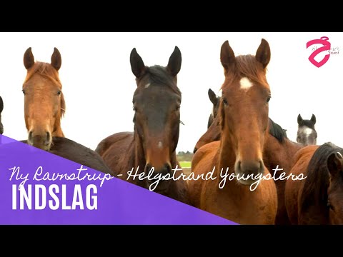 Kom indenfor hos Ny Ravnstrup - Helgstrand Youngsters