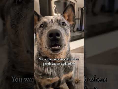 seen ma downstairs mixup #australiancattledog #bluey #puppy #herdingdog #blueheeler #dogs #acd