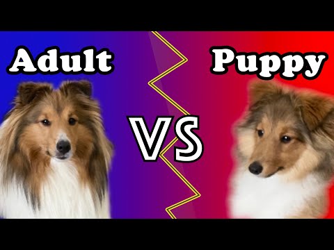 Sheltie Puppy vs Adult Sheltie