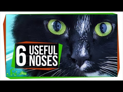 6 Animal Noses That Outsniff Dogs