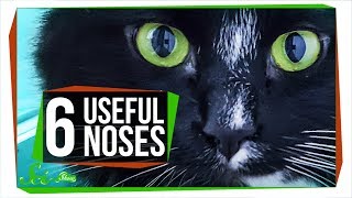 6 Animal Noses That Outsniff Dogs