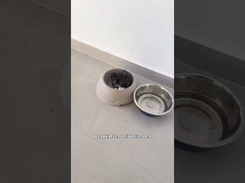 Das Leben mit BABYKATZE? #katze #fy