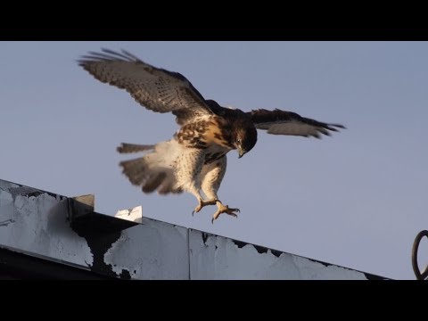 Cornell Red-tailed Hawks Highlights, 6/12/2018 (HD)