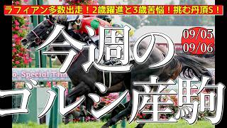 今週のゴールドシップ産駒 (09/05,06)【ラフィアン多数出走！2歳躍進と3歳苦悩！挑む丹頂S！／マイネルリコルディほか】