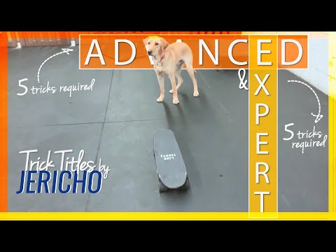 Advanced + Expert trick title by Jericho - Dog Training with Dog Tricks