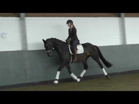 Weidenhof-Verkaufspferd:"SHIMANO" 3j. Hannoveraner Wallach v. Spörcken-Burlington