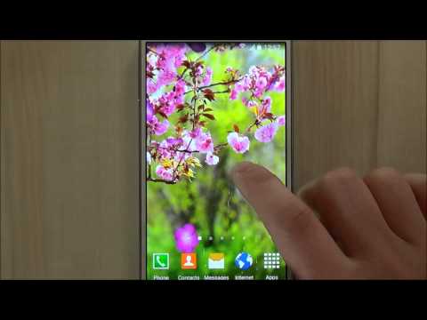 Sakura Garden Live Wallpaper Video
