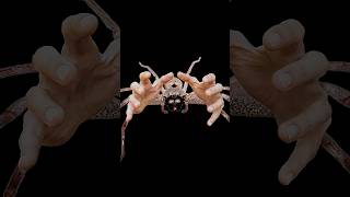 Australia's SCARIEST spider has a secret...