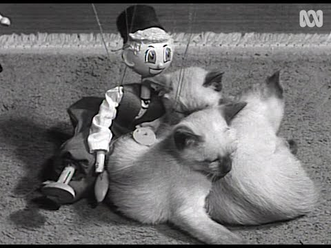 1961 film of Siamese kittens playing … and a random puppet | RetroFocus