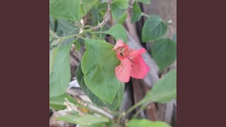 Download lagu Kasih Tanpa Suara mp3 Download lagu Kasih Tanpa Suara mp3