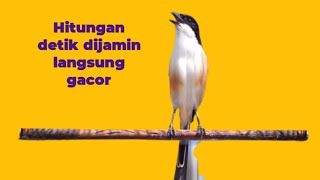 Download lagu Cendet gacor‼️‼️ Hanya hitungan detik auto langsung respon mp3 Download lagu Cendet gacor‼️‼️ Hanya hitungan detik auto langsung respon mp3