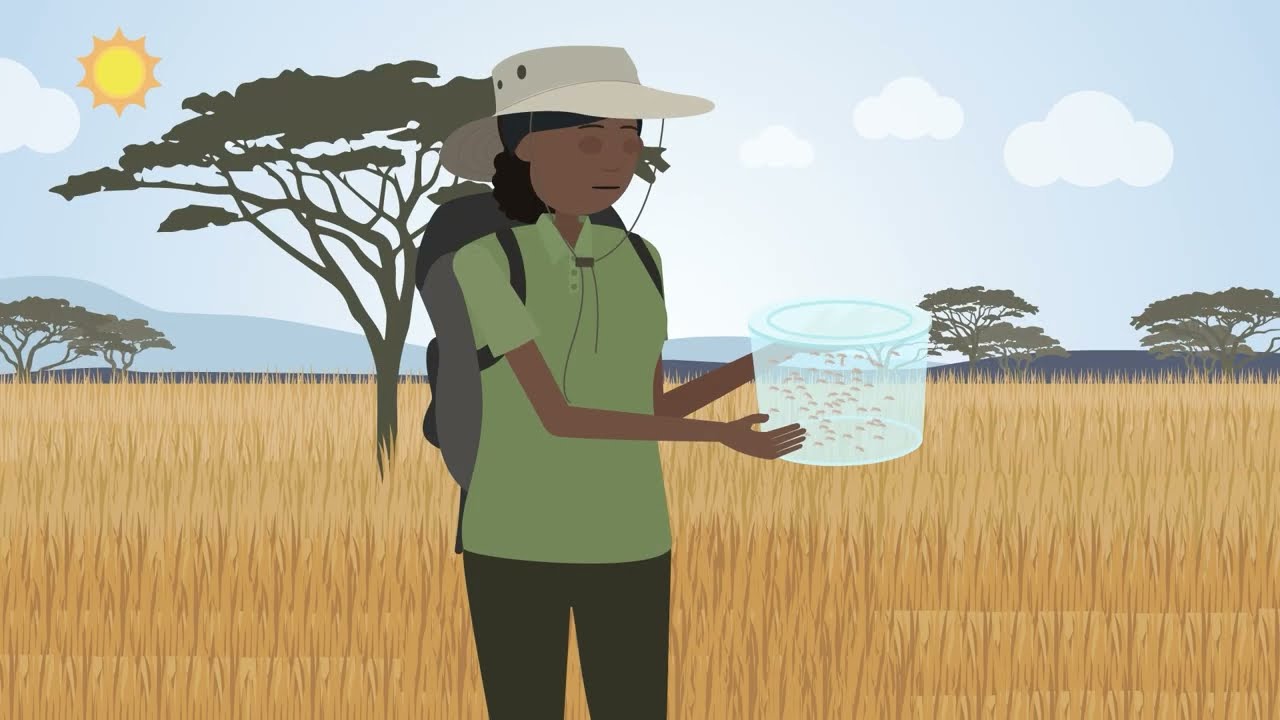 Gene Drive Technologies for Malaria Control