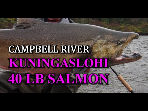 Campbell River Kuningaslohi Kanadasta - 40 paunanen ( Lohenkalastus Kanadassa - Salmon Fishing )