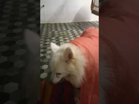 Pothi Vacha Malliga Mottu 🥰❤️🤣💖💫💕🤗||Dinku 's version ❤️#dog #dinku #spng #tamil