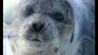 Bruce Cockburn Beautiful Creatures Live audio at Quasimodo