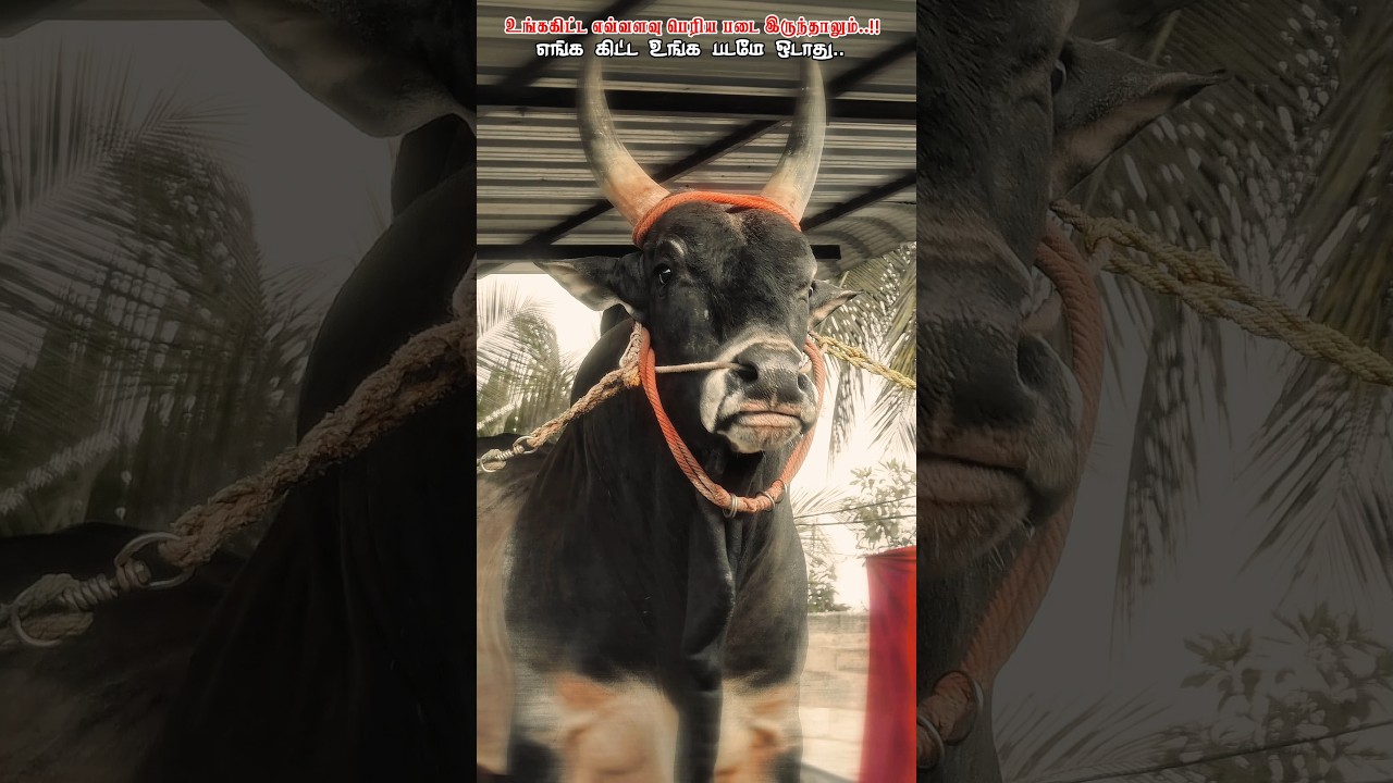 மிரட்டல் தோரணையில் ❤️‍🔥காங்கேயம் 🦁காளை 💥 #jallikattu #kangeyam #bull #cow #bullfarm #cowcalf #viral