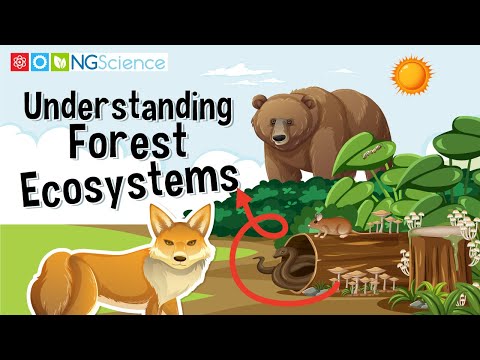 Understanding Forest Ecosystems